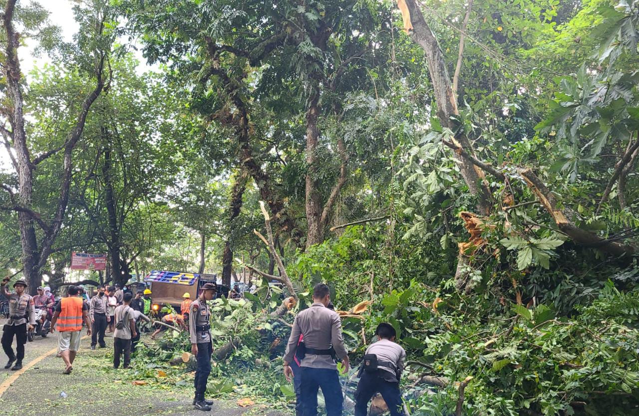 Personel kepolisian beserta masyarakat saat evakuasi pohon roboh