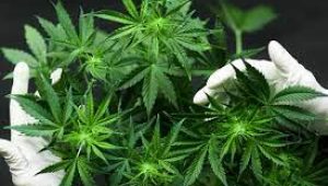 Ganja Legal, Petani Thailand Bakal Untung Besar Hingga Rp4,2 Triliun