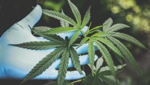 Menelisik Ganja yang Disebut Baik untuk Medis, Begini Faktanya