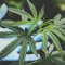 Daun Ganja