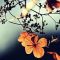 Mati Syahid.