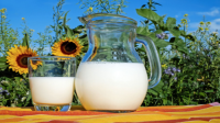 Mamfaat Minum Susu Sapi Murni Setiap Hari