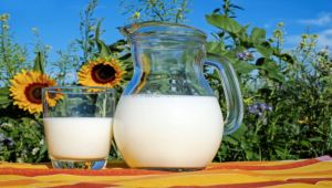 Mamfaat Minum Susu Sapi Murni Setiap Hari