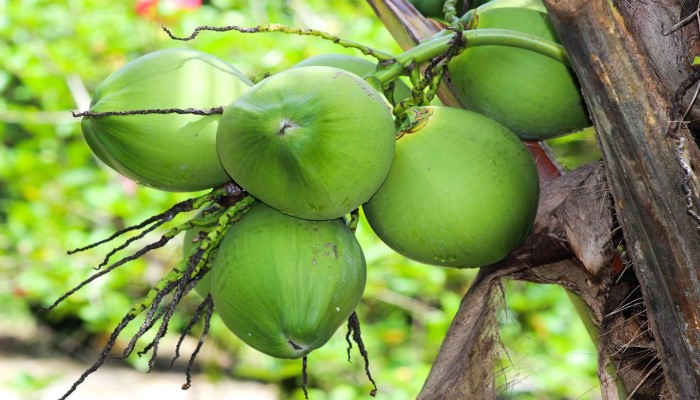 Manfaat Konsumsi Air Kelapa Muda