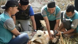 Berkurban Idul Adha Tanpa Menyaksikan, Begini Penjelasan Ustaz Abdul Somad