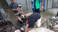Sambut Idul Adha, PWI Peduli Jabar Salurkan Daging Kurban Bantuan dari Kejati Jabar