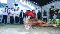 Idul Adha 1443 H, Pemkot Bandung Sebar 45 Sapi dan 100 Domba