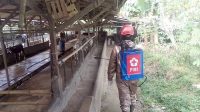 PMI Kota Sukabumi Hujani Cairan Disinfektan Cegah Penyebaran PMK