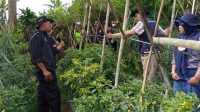 10 Hektare Tanaman Cabai di Sukaraja Sukabumi Membusuk, Diserang Hama Patek