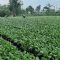 Petani Sawi Kebonpedes Sukabumi