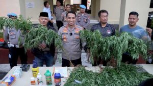 Polres Cianjur Buru Investor Ladang Ganja di Gunung Karuhun