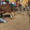 Sapi di Nagrak Cianjur Ngamuk