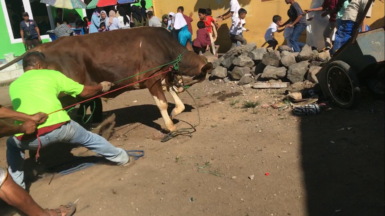 Sapi di Nagrak Cianjur Ngamuk