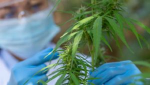 Pengguna Ganja Lebih Rentan Dirawat di RS, Begini Hasil Penelitiannya