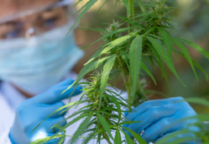 meneliti tanaman ganja
