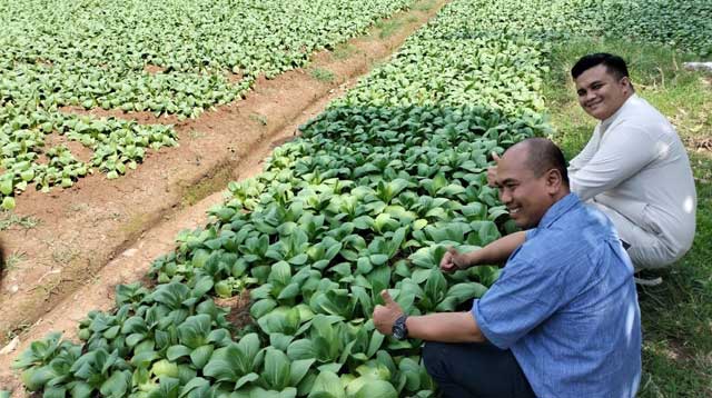 pertanian caisim Sukabumi