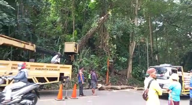Suasana saat petugas lakukan pemangkasan pohon di wilayah Palabuhanratu.
