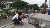 Warga Kota Sukabumi saat membuat jebakan untuk menjerat Burung Merpati