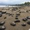 Kondisi Batu bara berserakan dipantai Cipatuguran Batu Bintang