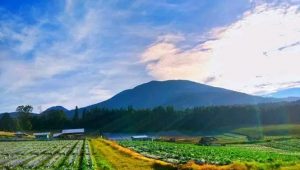 Wisata Bukit Naimin di Desa Cisarua Sukaraja Suguhkan Keindahan Gunung Gede