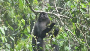 Gerombolan Monyet di Desa Sukamekar Sukaraja Turun Gunung Merusak Tanaman