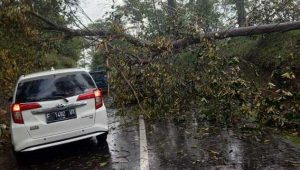 Hujan Deras Guyur Sukabumi, Pohon di Jalan Cikidang Roboh