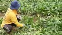 Frustasi, Petani Sawi di Sukaraja Sukabumi Kembali Babat Tanamannya, Harganya Cuma Rp200