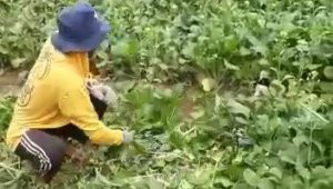 Frustasi, Petani Sawi di Sukaraja Sukabumi Kembali Babat Tanamannya, Harganya Cuma Rp200