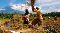 Beras Mahal, Petani Jabar Keluhkan Sulit dapat Pupuk Subsidi