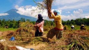 Beras Mahal, Petani Jabar Keluhkan Sulit dapat Pupuk Subsidi