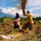 Foto ilustrasi petani sedang memisahkan