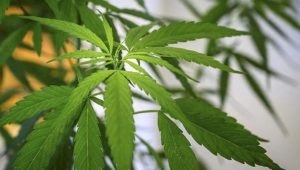 Enam Perempuan WNI Jadi Pekerja Perkebunan Ganja Terbesar di Taiwan