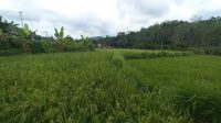 Kondisi tanaman padi yang sebagian menguning di Kampung Cijagung, Kecamatan Bantargadung.