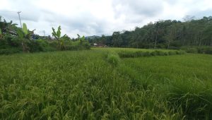 Belasan Hektar Sawah di Bantargadung Sukabumi Teracam Gagal Panen