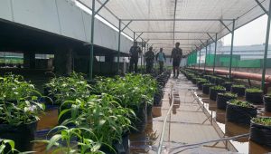 Mantap, Pangkostrad Ubah Atap Gedung Jadi Kebun Sayuran