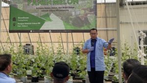 Sekolah Vokasi IPB Sukabumi Panen Golden Melon Hidroponik 