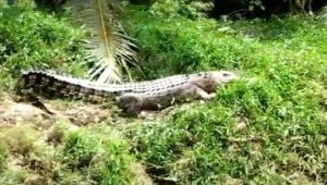 Buaya Penunggu Sungai Cikaso Sukabumi Kembali Muncul, Warga Menyebutnya Euis