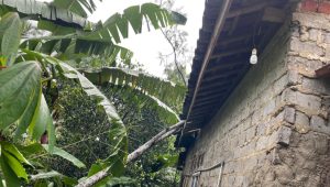 Rumah Warga Desa Cijalingan Tertimpa Pohon