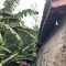 Rumah Cicantanyan Tertimpa Pohon