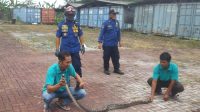 Buruh Pabrik Selabintana Sukabumi Temukan Ular Sanca di Plafon Pabrik Garmen