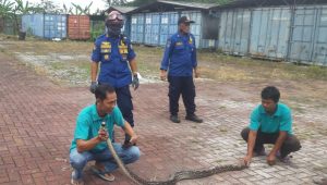 Buruh Pabrik Selabintana Sukabumi Temukan Ular Sanca di Plafon Pabrik Garmen