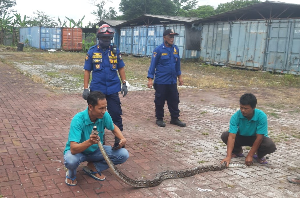 Petugas Damkar Kota Sukabumi saat mengevakuasi seekor ular sanca