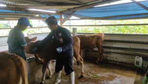 Cegah PMK, Disnak Kabupaten Sukabumi Vaksinasi Ratusan Ekor Sapi