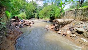 Petani Padi Kebonpedes Sukabumi Terancam Gagal Panen, Ini Penyebabnya