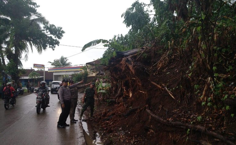 Petugas gabungan saat mengevakuasi pohon tumbang di