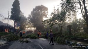 Akses Jalan Suryakancana Kota Sukabumi Sempat Tertutup Akibat Pohon Tumbang