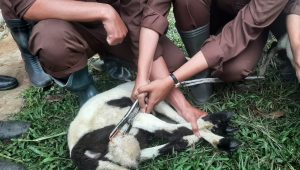 Dorong Sektor Pertanian, Mahasiswa Polbangtan Bogor Mahir Kastrasi Domba