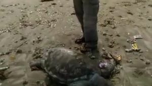 Nelayan Ujung Genteng Sukabumi Temukan Penyu Mati di Pinggir Pantai