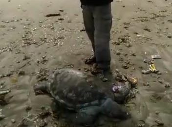 Nelayan Ujung Genteng Sukabumi Temukan Penyu Mati