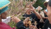 Sejumlah wisatawan dari salah satu sekolah pada saat belajar untuk mengenal tanaman Hanjeli